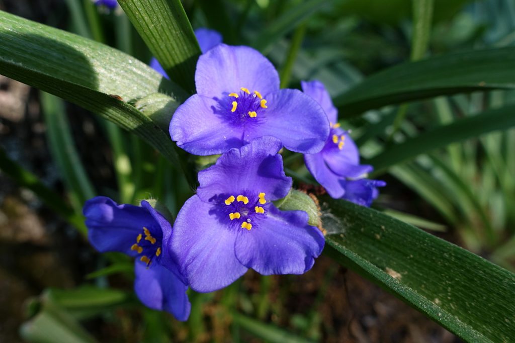 Tradescantia panenská výsadba a starostlivosť Tradescantia panenská výsadba a starostlivosť