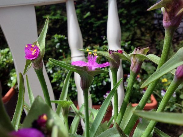 Anderson's Tradescantia