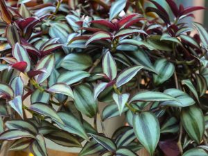 Tradescantia - znamenia a povery o kvete