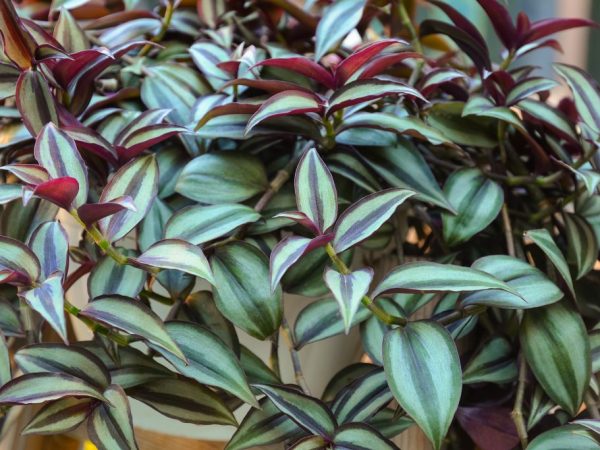 Tradescantia - znamenia a povery o kvete
