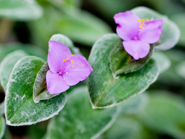 Je ťažké množiť Tradescantia semenami