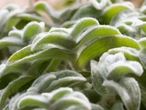Tradescantia Sillamontana - ako pestovať doma