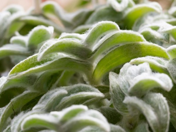 Tradescantia Sillamontana - ako pestovať doma
