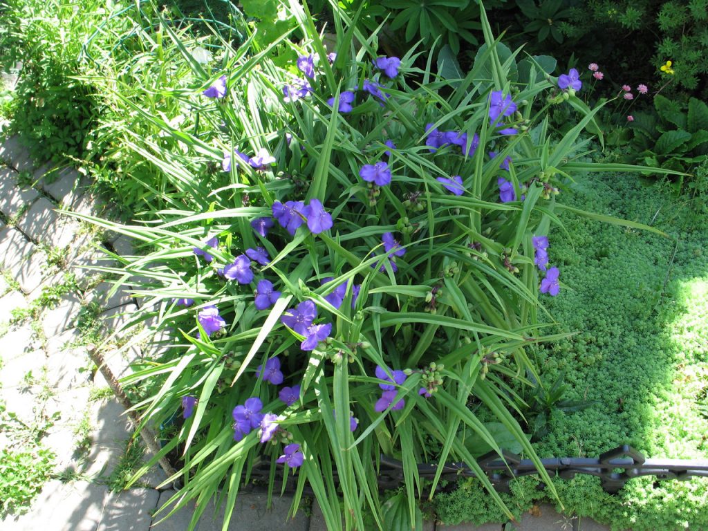 Tradescantia záhradná trvalka a fotografia starostlivosti Tradescantia záhradná trvalka a fotografia starostlivosti