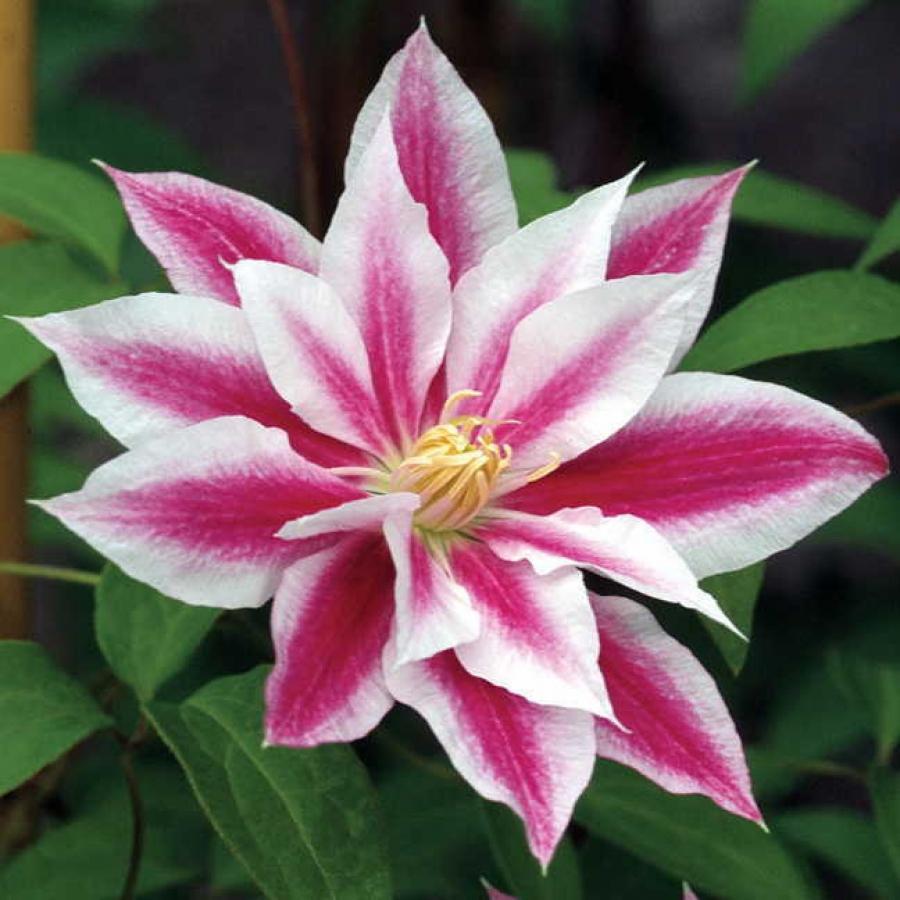 Clematis andromeda