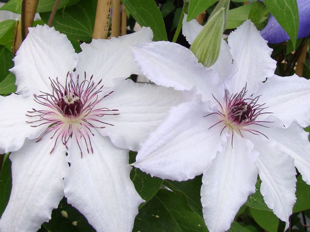 Clematis Jadwiga