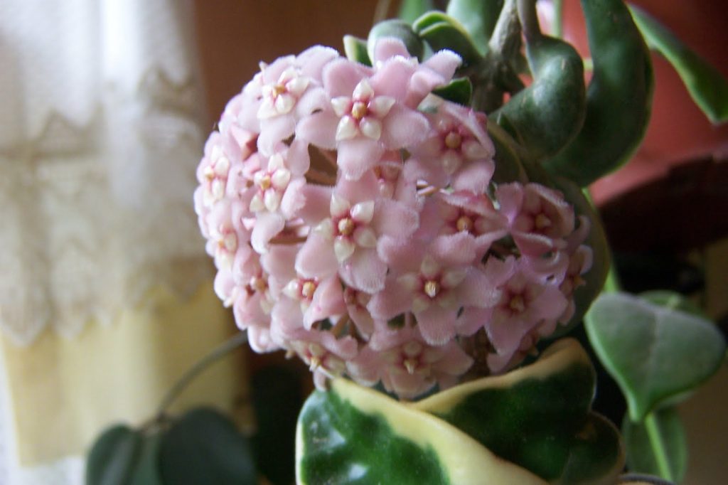 Hoya compacta jodie strieborná Hoya compacta jodie strieborná