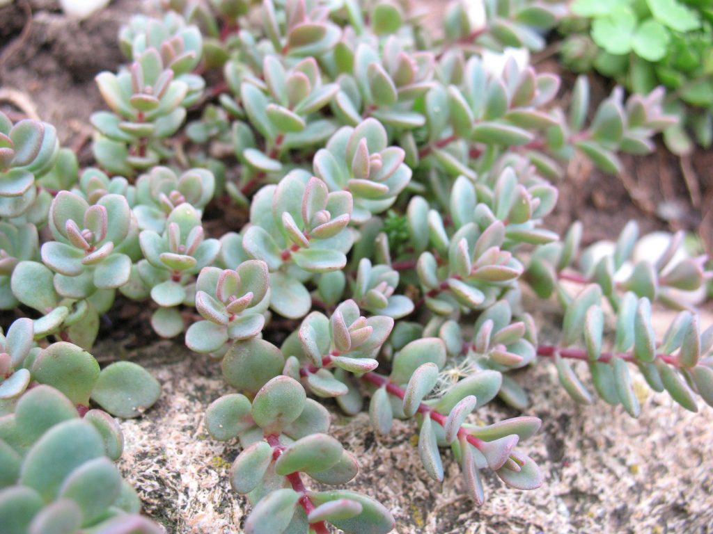Sedum evers pristáva a odchádza Sedum evers pristáva a odchádza