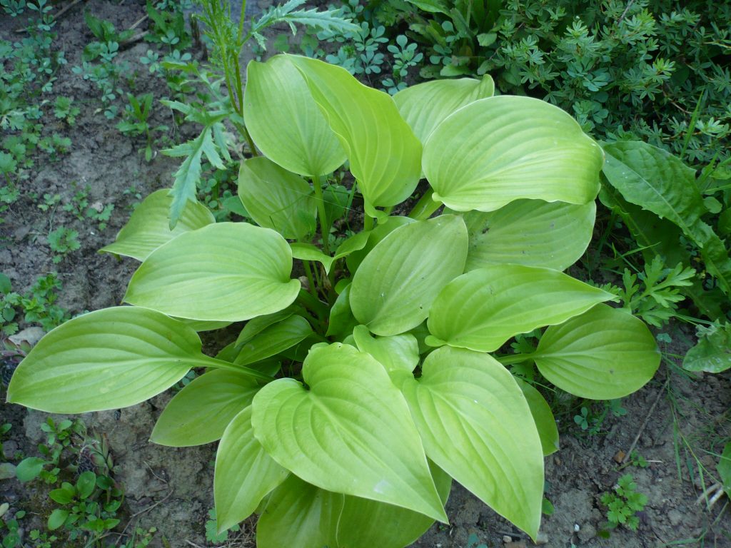 Foto plantain hosta