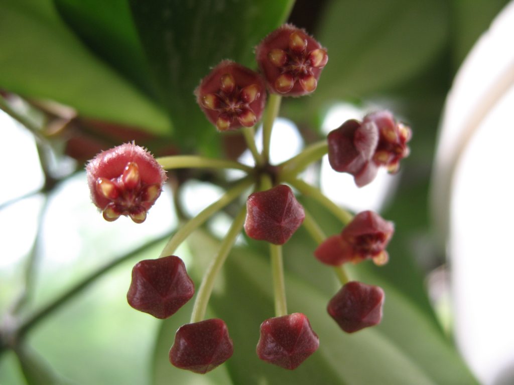 Fotka Hoya gracilis Fotka Hoya gracilis