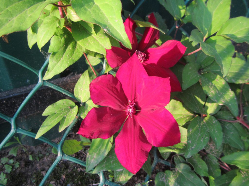 Clematis solidarnosc