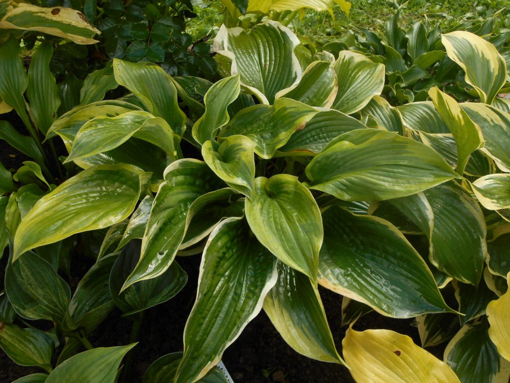 Hosta americký halo foto Hosta americký halo foto