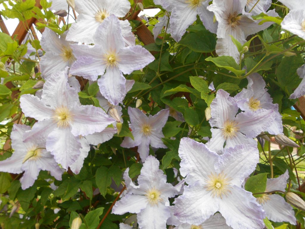 Fotografia modrého anjela Clematis Fotografia modrého anjela Clematis