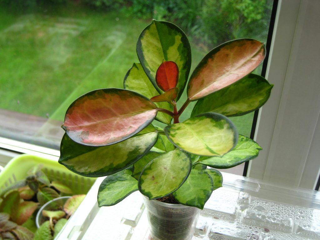 Hoya australis lisa Hoya australis lisa