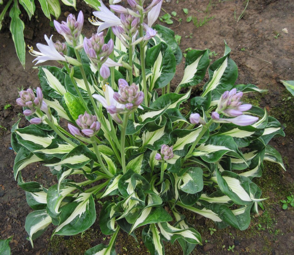 Fotografia víchrice Hosta Fotografia víchrice Hosta