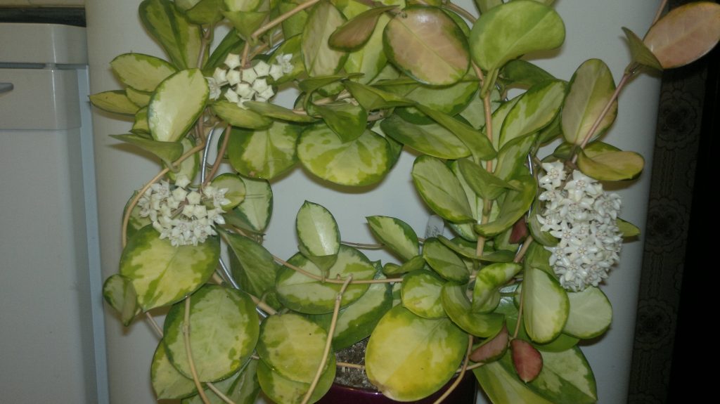 Hoya australis Hoya australis