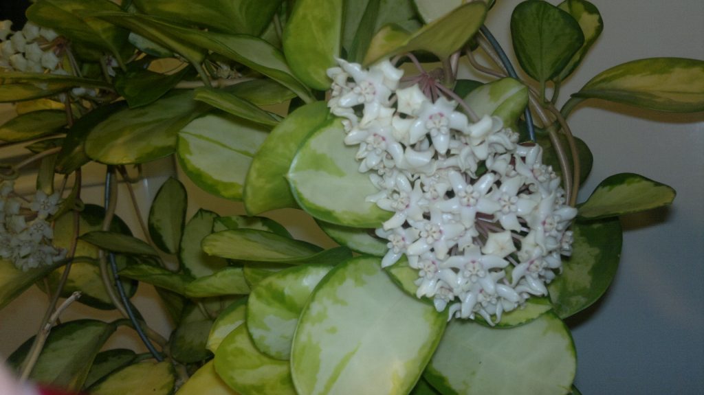 Fotka Hoya australis Fotka Hoya australis