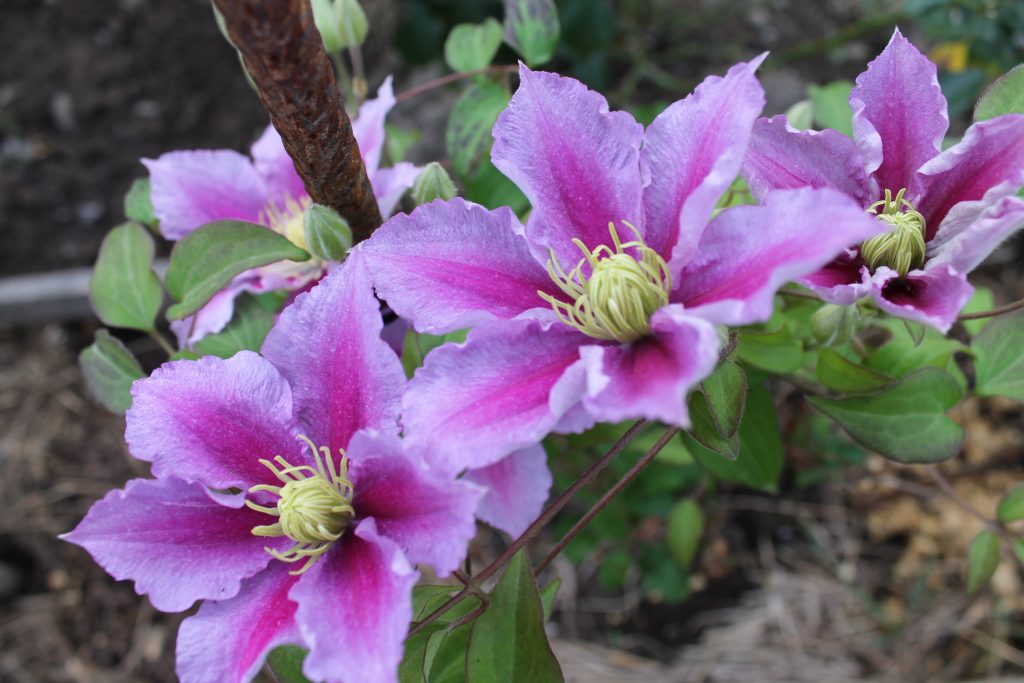 Fotografia Clematis piilu