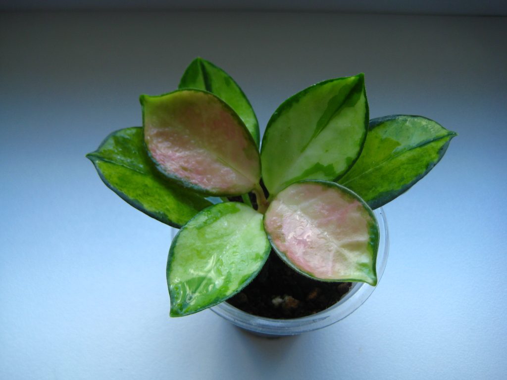 Hoya lisa Hoya lisa