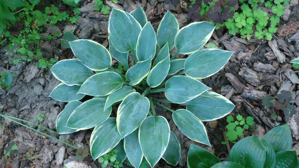 Hosta prvá fotka s mrazom a popis