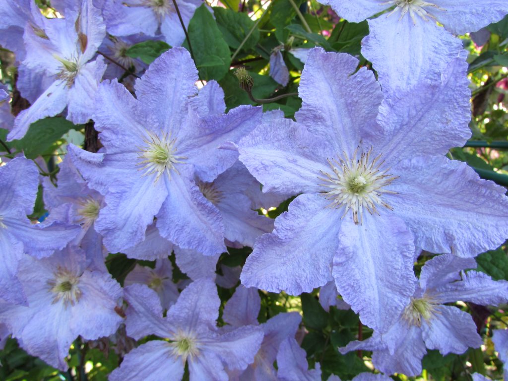 Clematis modrý anjel Clematis modrý anjel