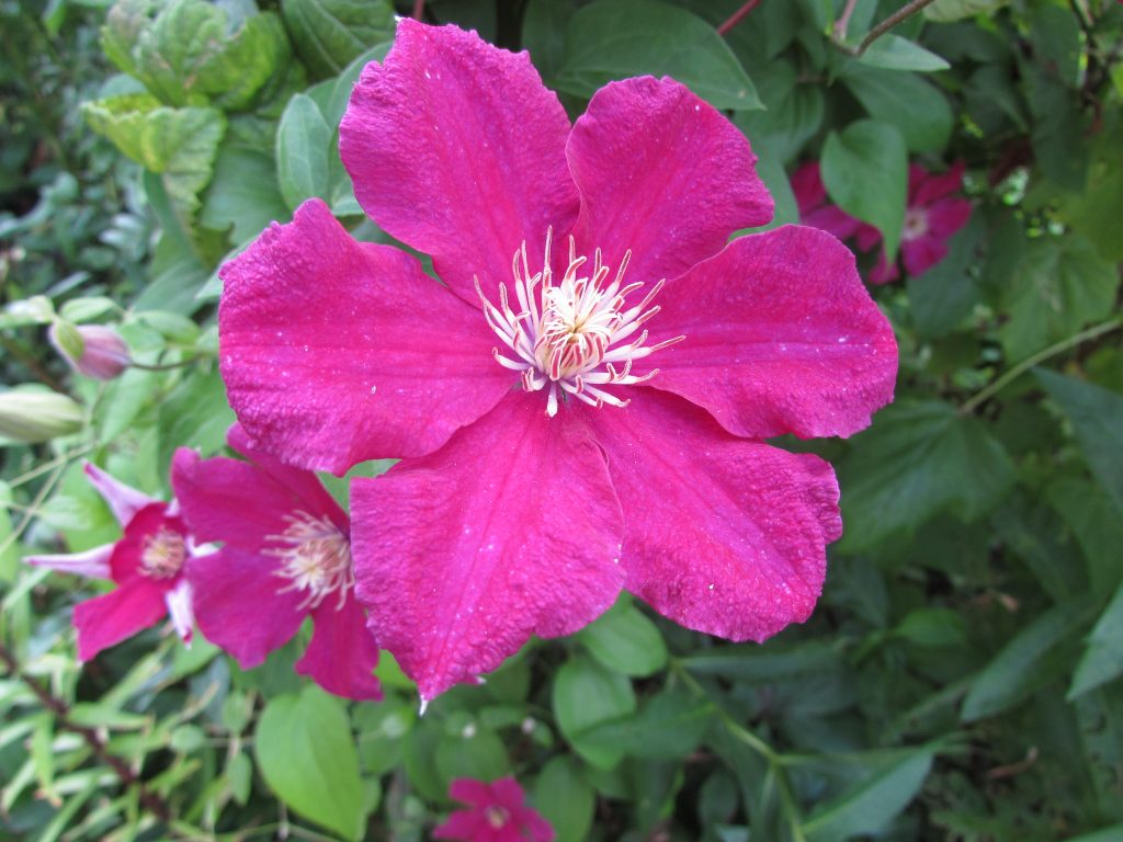 Clematis ernest markham Clematis ernest markham