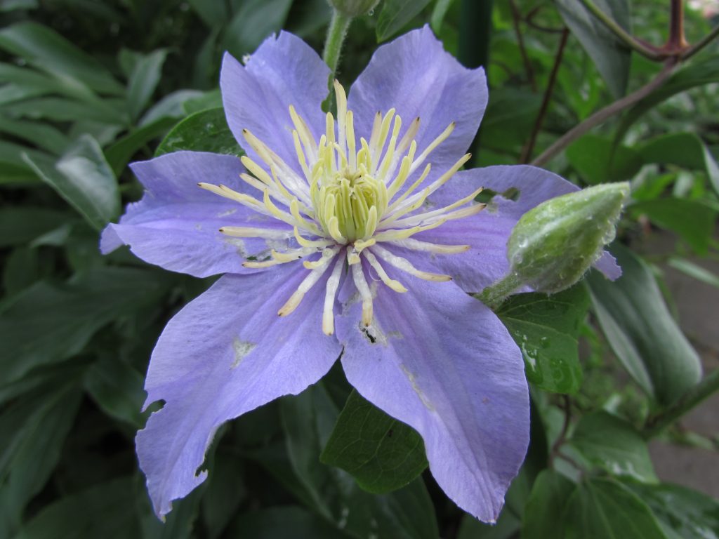 Clematis hybrid anna german