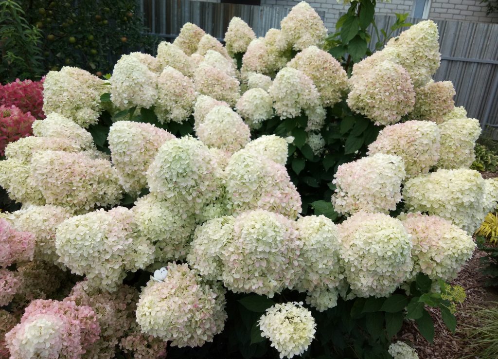 Hydrangea paniculata hortenzia paniculata magické sladké leto Hydrangea paniculata hortenzia paniculata magické sladké leto