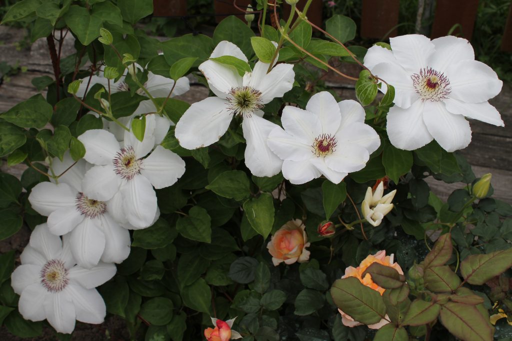 Clematis quadis yadwig popisná fotografia