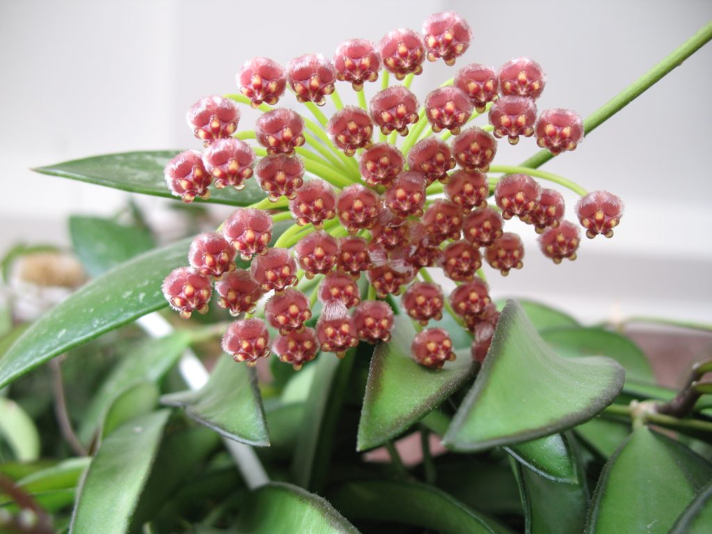 Hoya gracilis Hoya gracilis