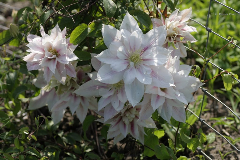 Clematis andromeda