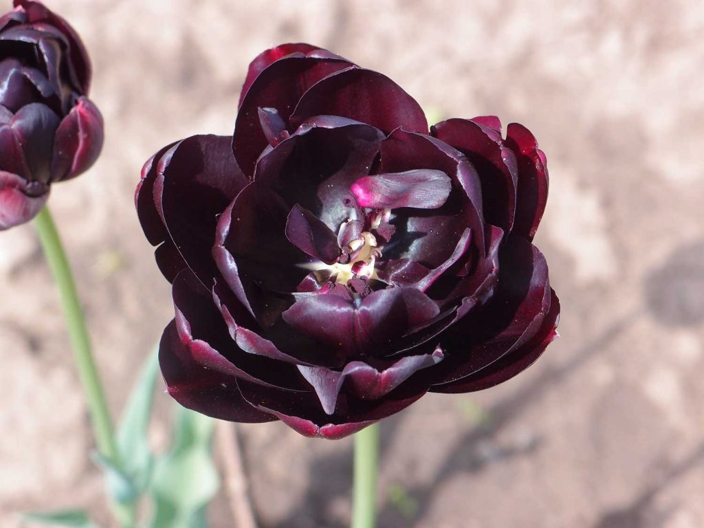 Fotografický kvet čierneho tulipánu