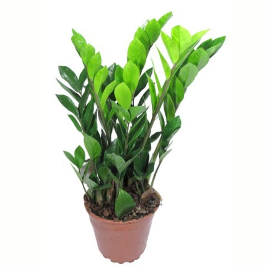 Zamioculcas v prírode, ako rastie Zamioculcas v prírode, ako rastie