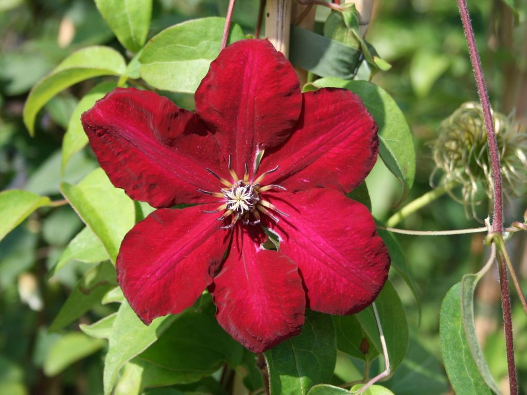 Fotografie a popis solidarity Clematis