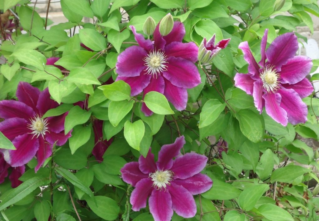 Popis Clematis Hannah