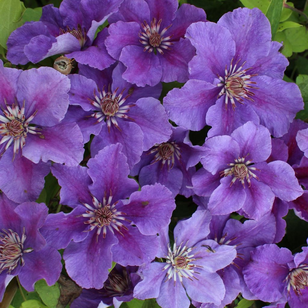 Popis odrody Clematis ashva