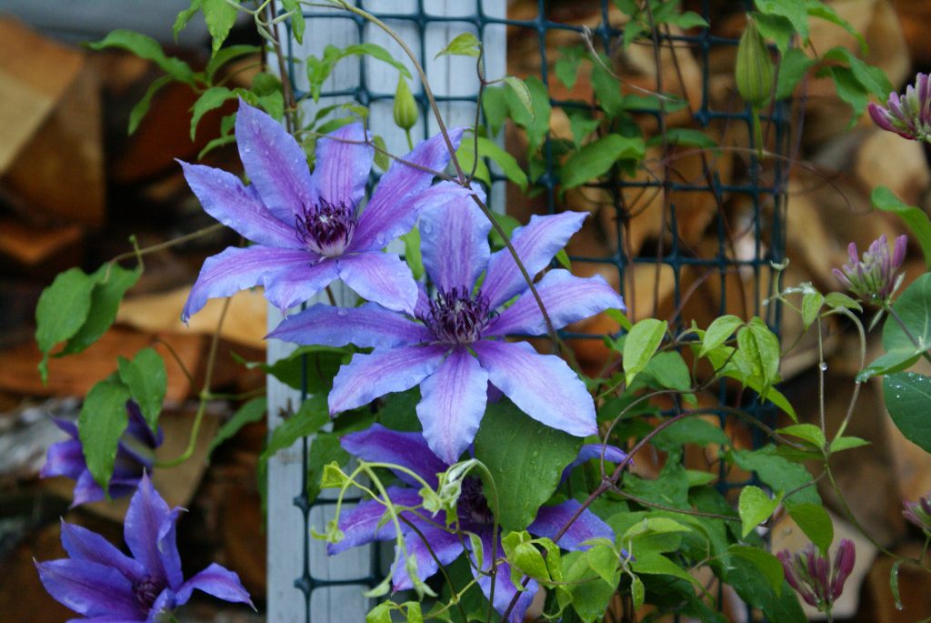 Clematis anna