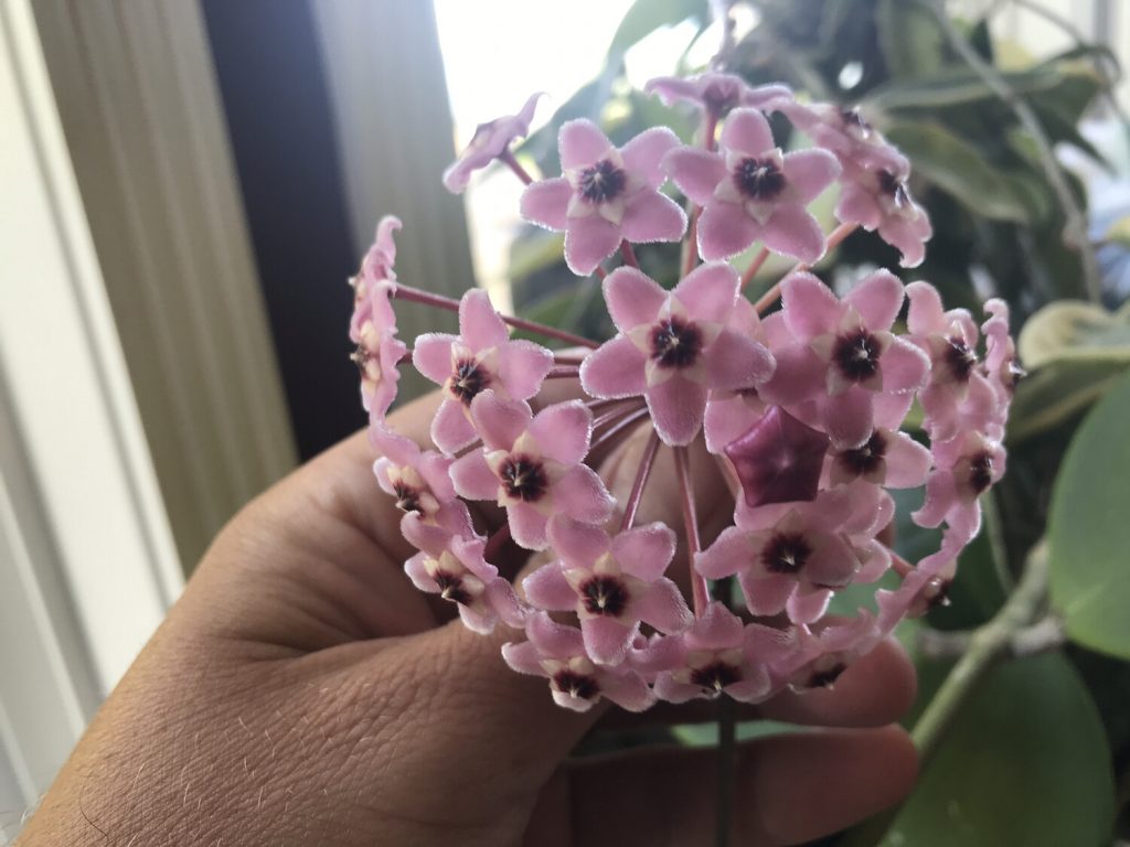 Hoya karmínová kráľovná Hoya karmínová kráľovná