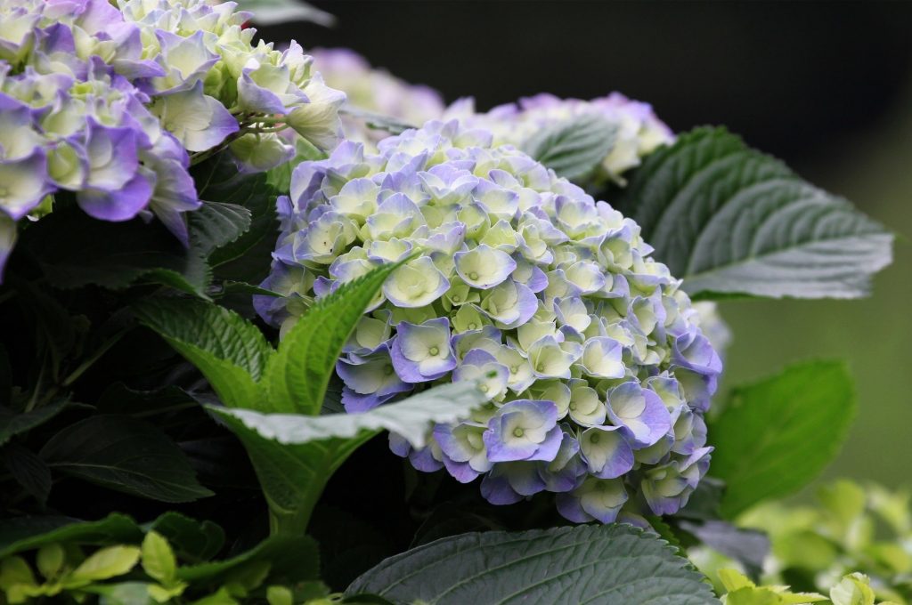 Hydrangea paniculata kiushu Hydrangea paniculata kiushu