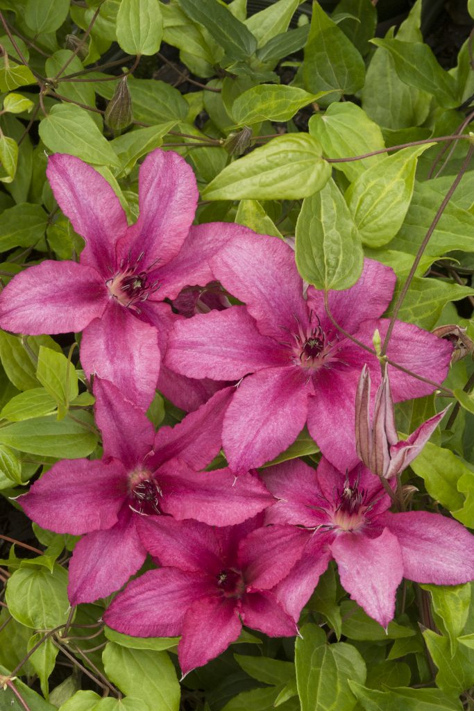 Clematis barbara jacman description Clematis barbara jacman description