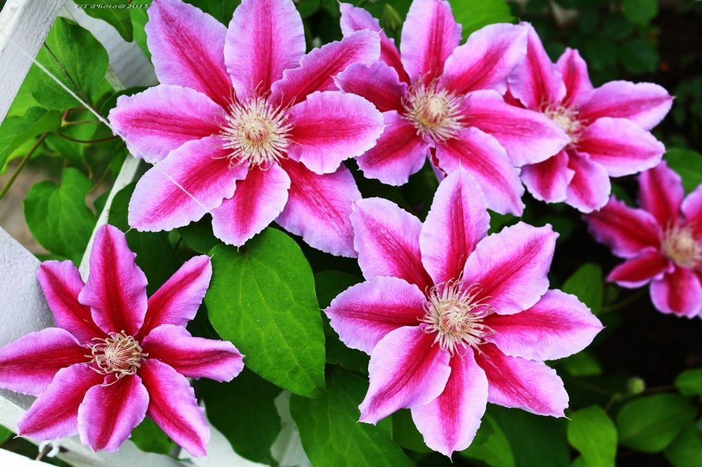 Orezávacia skupina Clematis Haniya