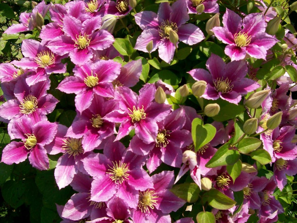 Recenzie na Clematis piilu