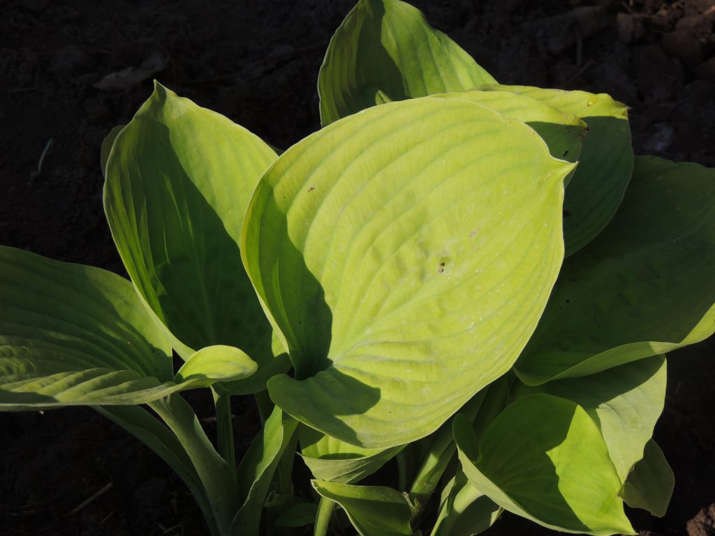 Popis avokáda Hosta