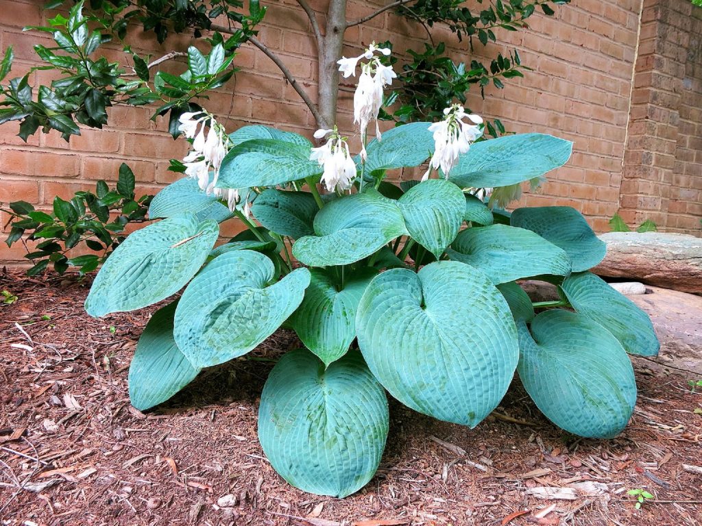 Hosta popis veľkého otca