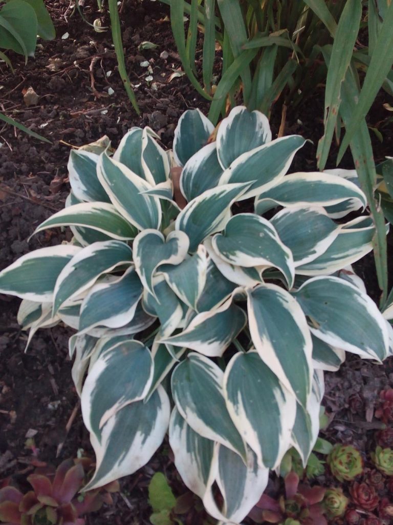 Popis slonovinovej modrej Hosta