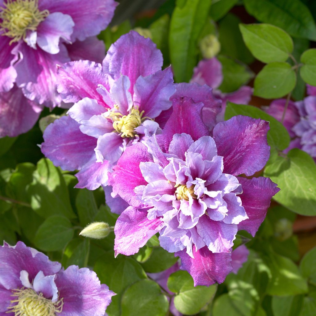 Clematis piilu