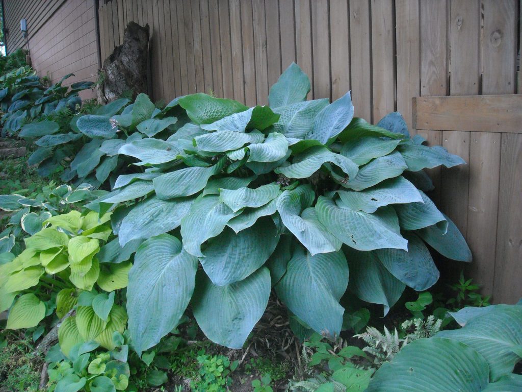 Hosta x veľký otec