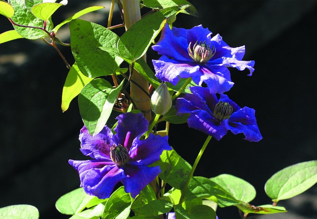 Skupina orezávania Clematis ashwa
