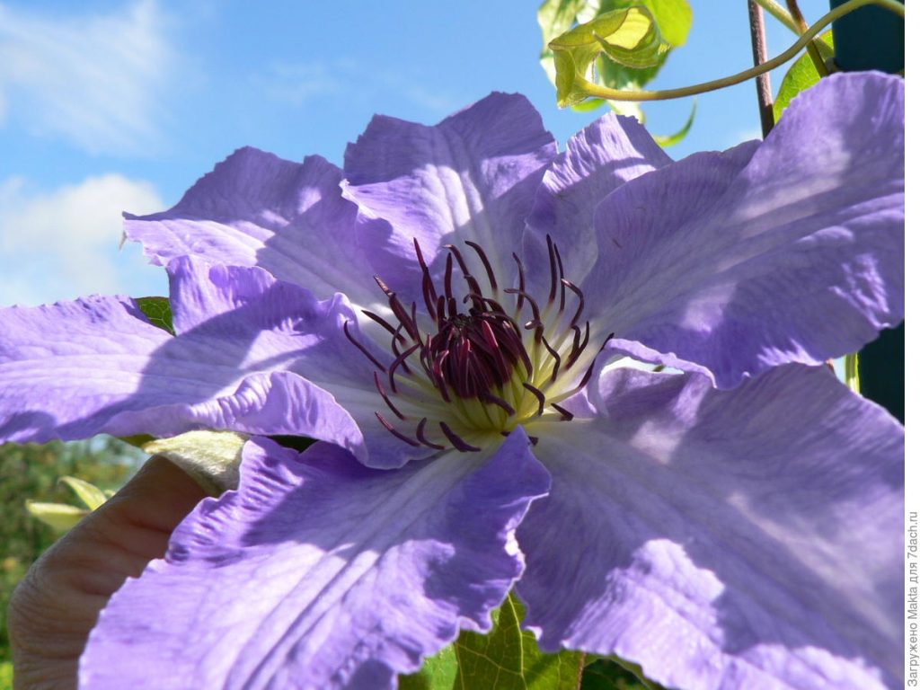 Clematis anna nemecká fotografia