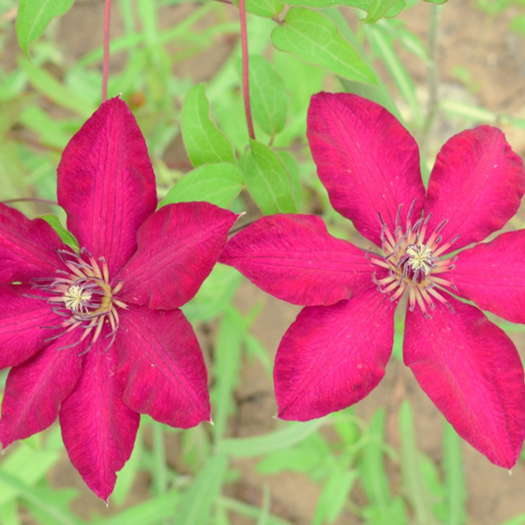 Clematis solidárna fotografia